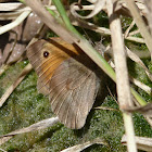 Meadow Brown