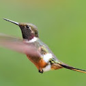 hummingbird