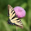 Two-tailed Swallowtail  & Humming Bird Moth