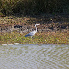 Grey Heron