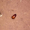 June beetle