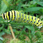 Black Swallowtail