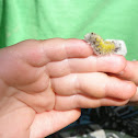   Ctenucha virginica Caterpillar