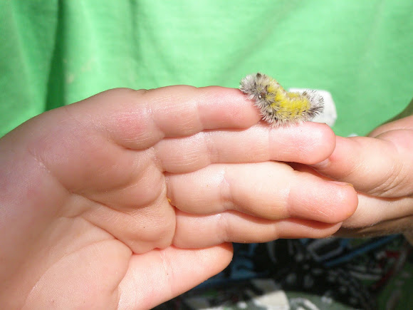 Spotting Image 1