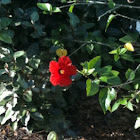 Hibiscus