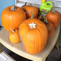 Pumpkins