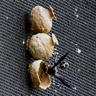 Potter wasp