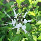 Cat's Whiskers