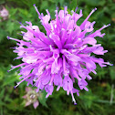 Wild bergamot