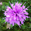 Wild bergamot