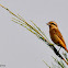 Brown Shrike