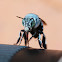 Blue-banded Bee