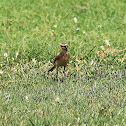 Paddyfield Pipit