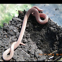 Rough earth snake