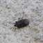Pentatomidae