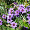 Blue Eyed Grass