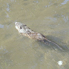 Muskrat