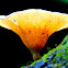 Fungi