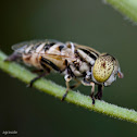 Spotted-eye Syrphid Fly