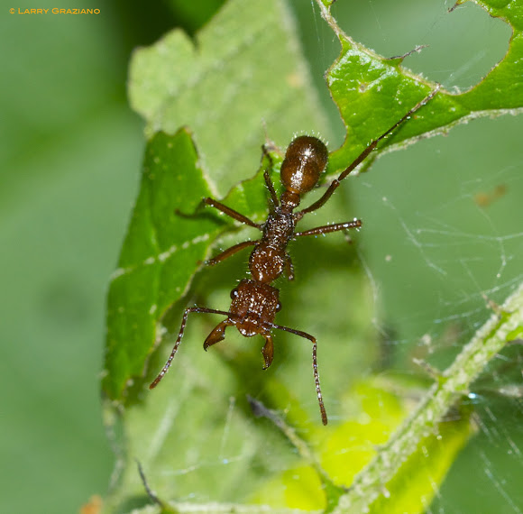 Spotting Image 1