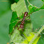 Ectatomma Ant