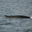 Fin Whale
