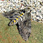 Carolina Sphinx moth