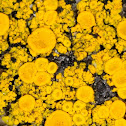 Candelariella vitellina
