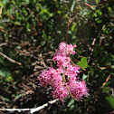 spireria