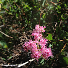 spireria