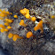 Yellow Dacrymycetaceae