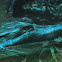 False Gharial