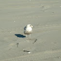 Seagull