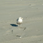 Seagull