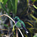 Purple-bibbed Whitetip (male)