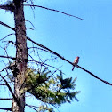 Purple Finch