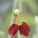 Longhead Prairie Coneflower