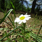 Daisy
