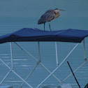 Great Blue Heron