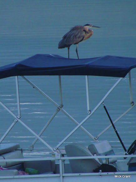 Spotting Image 1