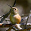 Allen's Hummingbird (female)