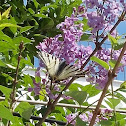 Scarce Swallowtail