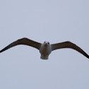 Seagull
