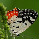 Red Pierrot