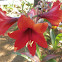 Red amarillis / lily