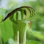 Jack in the Pulpit