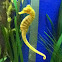 Common seahorse