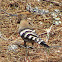 Abubilla/Hoopoe