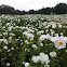 White Prickly Poppy