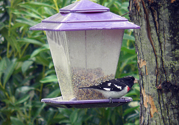 Spotting Image 1